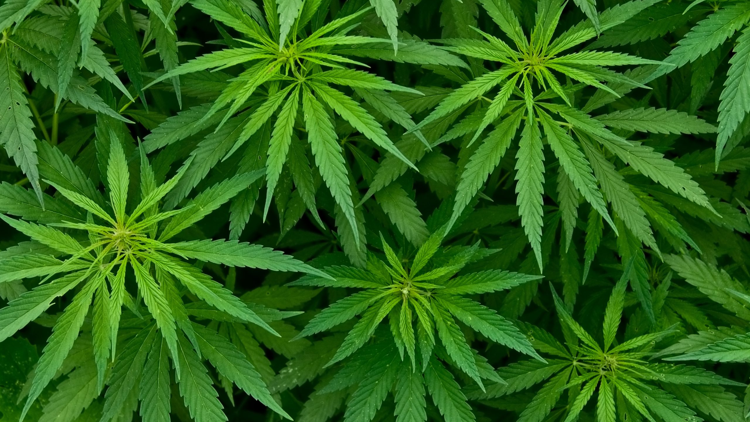 North Carolina may let voters decide the future of Marijuana access